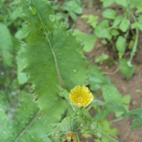 Sonchus asper (L.) Hill